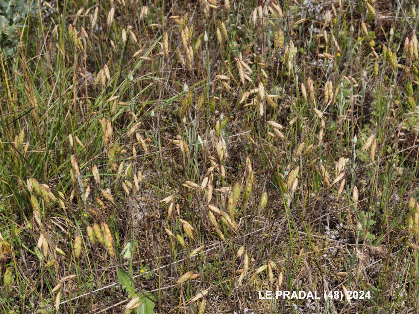 Brome, Corn plant